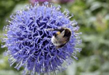 Globe Thistle 101: Everything You Need to Know for Thriving Plants Globe Thistle