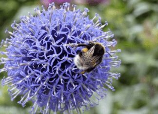 Globe Thistle 101: Everything You Need to Know for Thriving Plants Globe Thistle