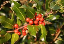 21 Holly Trees and Shrub Species: In-Depth Look Holly Trees