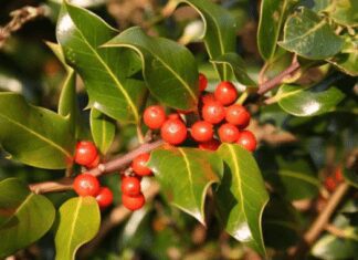 21 Holly Trees and Shrub Species: In-Depth Look Holly Trees