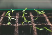 Indoor vs. Outdoor Gardening: Exploring the Advantages of Both Worlds Indoor Growing