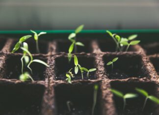 Indoor vs. Outdoor Gardening: Exploring the Advantages of Both Worlds Indoor Growing