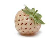 What Is a Pineberry? 1 Pineapple Tasting Berry Pineberry