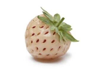 What Is a Pineberry? 1 Pineapple Tasting Berry Pineberry