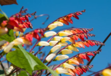 Spanish Flag Plant: Growing and Care Tips Spanish Flag Plant