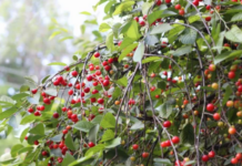 The Secret to Growing a Thriving Cherry Bush cherry bush