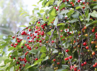 The Secret to Growing a Thriving Cherry Bush cherry bush