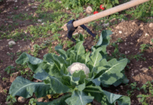 5 Incredible Secrets to a Bountiful Broccoli Plants Broccoli Plants