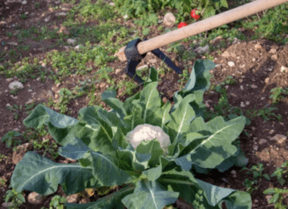5 Incredible Secrets to a Bountiful Broccoli Plants Broccoli Plants