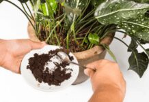 Quick Guide To Using Coffee Grounds for Plants: 4 Amazing Benefits Coffee Grounds for Plants