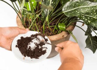 Quick Guide To Using Coffee Grounds for Plants: 4 Amazing Benefits Coffee Grounds for Plants