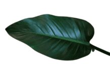 Congo Rojo Philodendron Plants: Care and Maintenance Congo Rojo Philodendron Plants