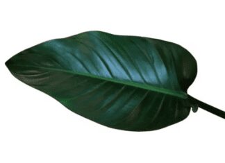 Congo Rojo Philodendron Plants: Care and Maintenance Congo Rojo Philodendron Plants