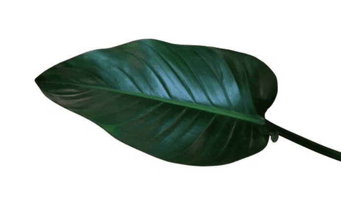 Congo Rojo Philodendron Plants