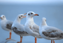 Flock Names of Birds: An In-depth Journey into Avian Terminology Flock Names of Birds