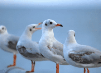 Flock Names of Birds: An In-depth Journey into Avian Terminology Flock Names of Birds