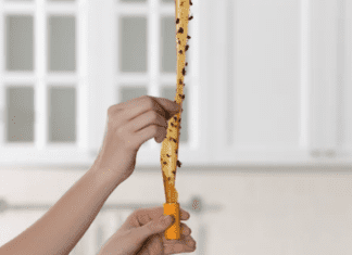 Best Fly Traps: 3 Types of Fly Traps Keeping Your Space Insect-Free Fly Traps