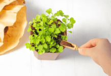 Guide to Free Coffee Grounds for Your Garden: Reaping the 3 Rewards Free Coffee Grounds