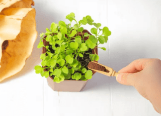 Guide to Free Coffee Grounds for Your Garden: Reaping the 3 Rewards Free Coffee Grounds