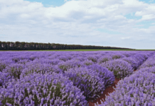 French Lavender vs. English Lavender: What’s the Difference? French Lavender vs. English Lavender