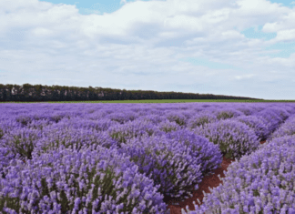 French Lavender vs. English Lavender: What’s the Difference? French Lavender vs. English Lavender