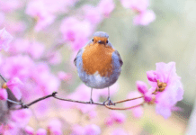 How to Keep Your Front Yard Looking Stellar Year-Round Front Yard