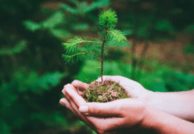 Growing a Pine Tree In Your Garden: Decorating While Preventing Erosion Growing a Pine Tree In Your Garden