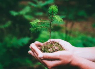 Growing a Pine Tree In Your Garden: Decorating While Preventing Erosion Growing a Pine Tree In Your Garden