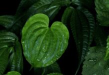 8 Unique Plants with Heart-Shaped Leaves for Your Home Plants with Heart-Shaped Leaves