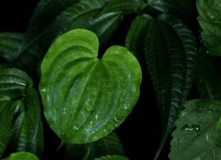 8 Unique Plants with Heart-Shaped Leaves for Your Home Plants with Heart-Shaped Leaves