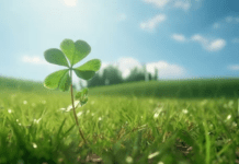 Mastering Shamrock Plant Care: Cultivating Luck in Your Indoor Garde Shamrock Plant