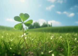 Mastering Shamrock Plant Care: Cultivating Luck in Your Indoor Garde Shamrock Plant