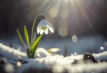 Amazing Snowdrop Flower Bulbs: Planting, Care, and Vital Information Snowdrop Flower