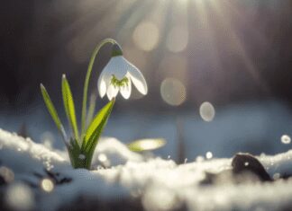 Amazing Snowdrop Flower Bulbs: Planting, Care, and Vital Information Snowdrop Flower