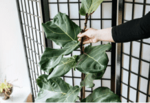Ficus Shivereana Plant Care for Beginners: 5 Horticultural Tips Ficus Shivereana
