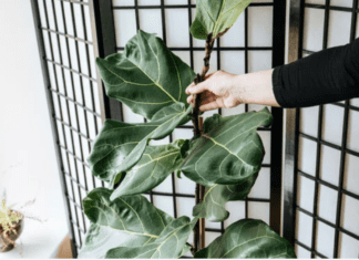 Ficus Shivereana Plant Care for Beginners: 5 Horticultural Tips Ficus Shivereana
