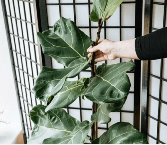 Ficus Shivereana Plant Care for Beginners: 5 Horticultural Tips Ficus Shivereana