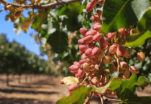 Growing Pistachio Trees: Essential Tips for Healthy Growth Growing Pistachio Trees