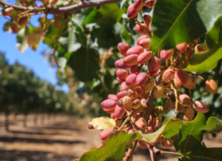 Growing Pistachio Trees: Essential Tips for Healthy Growth Growing Pistachio Trees