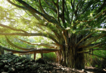 Growing a Banyan Tree: Expert Tips for Success Growing a Banyan Tree