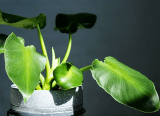 Philodendron Rugosum Mastery: 9 Steps to a Lush Indoor Jungle Philodendron Rugosum