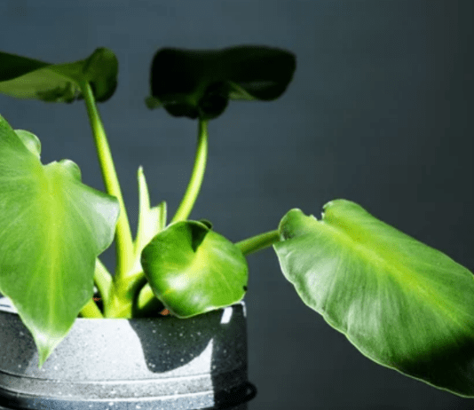 Philodendron Rugosum Mastery: 9 Steps to a Lush Indoor Jungle Philodendron Rugosum