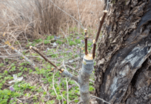 Rootstock in Gardening: Maximizing Growth and Yield Rootstock in Gardening