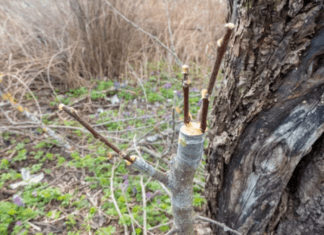 Rootstock in Gardening: Maximizing Growth and Yield Rootstock in Gardening