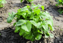 Guide to Growing Strawberry Bushes: 4 Harmful Factors To Watch For Strawberry Bushes