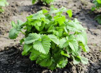 Guide to Growing Strawberry Bushes: 4 Harmful Factors To Watch For Strawberry Bushes