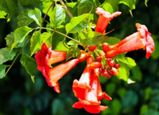 Trumpet Vines Care: Tips for Beautiful Blooms Trumpet vines