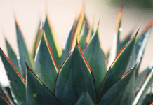 Agave Blue Glow: A Versatile and Hardy Plant Agave Blue Glow