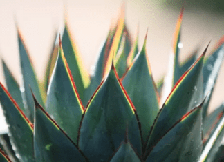 Agave Blue Glow: A Versatile and Hardy Plant Agave Blue Glow