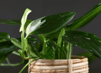 Monstera Standleyana Albo Variegata: Visual Delight Monstera Standleyana Variegata